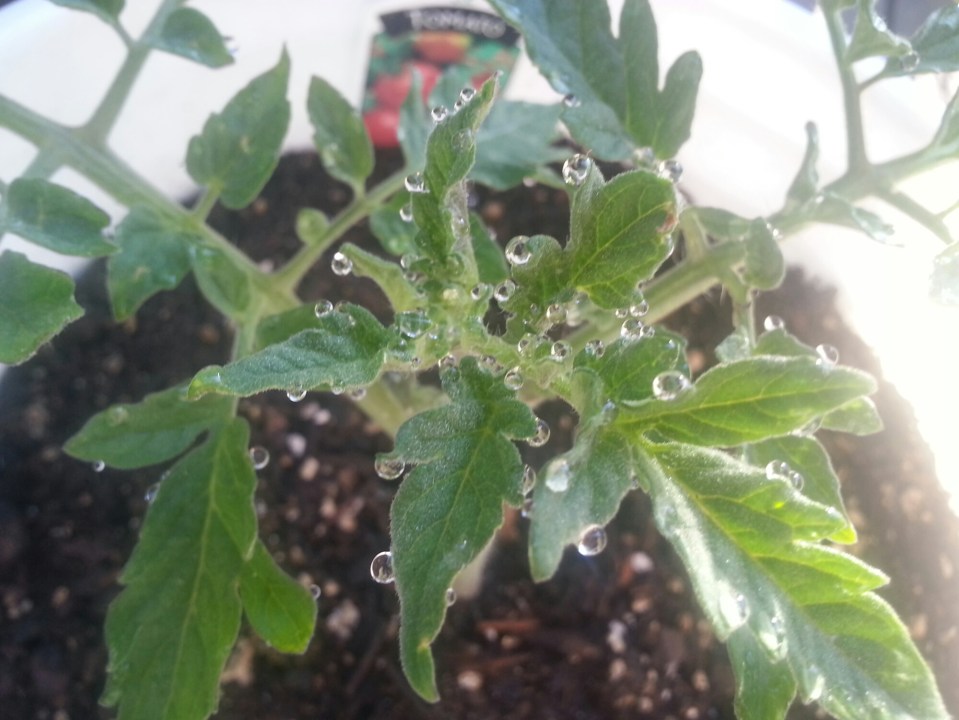 20150507_071345.jpg image