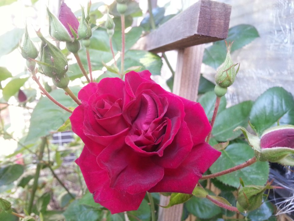 20150508_075005.jpg image