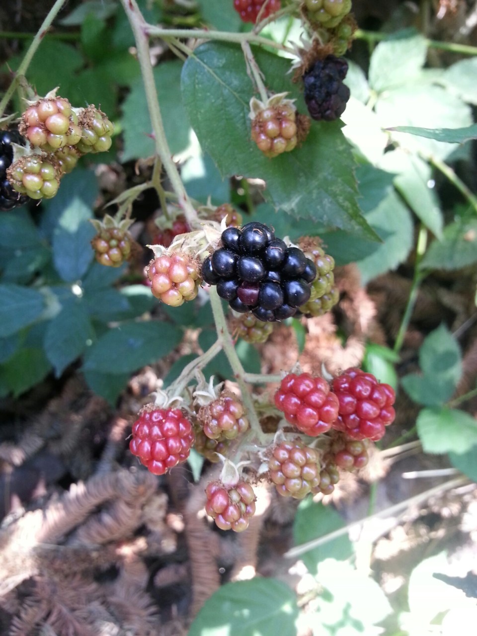 20150824_154851.jpg image