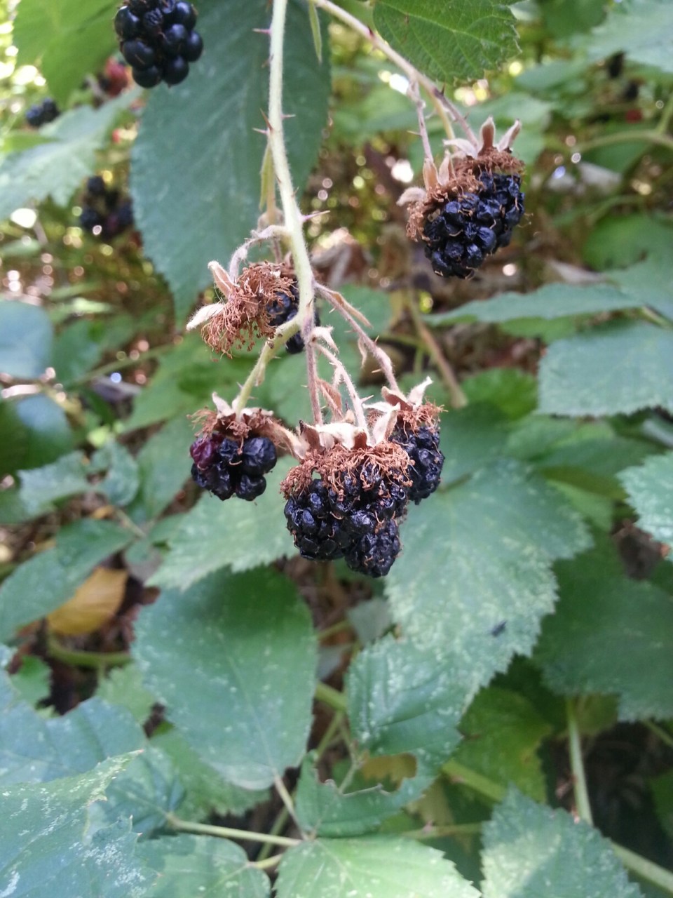 20150824_154925.jpg image