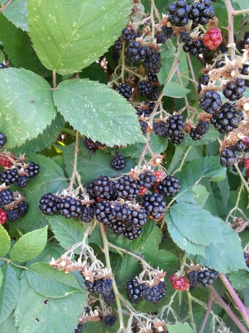 20150824_160901.jpg image