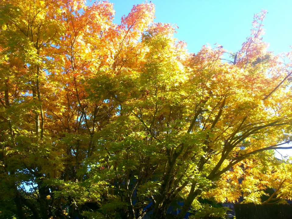 20150929_151751.jpg image