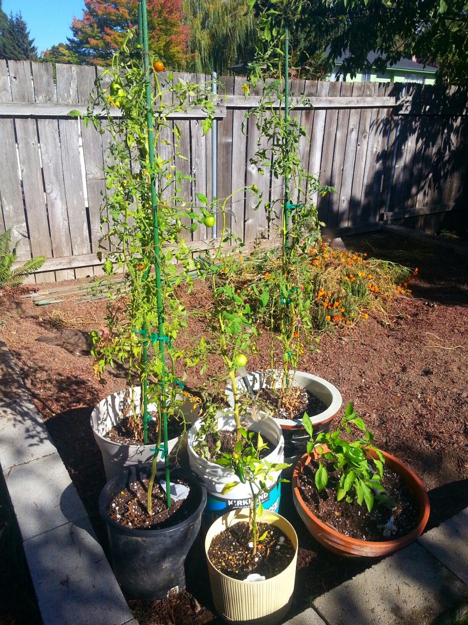 20151004_150947.jpg image