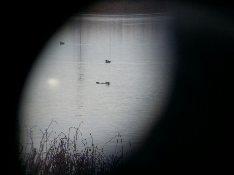 20160202_133442_resized