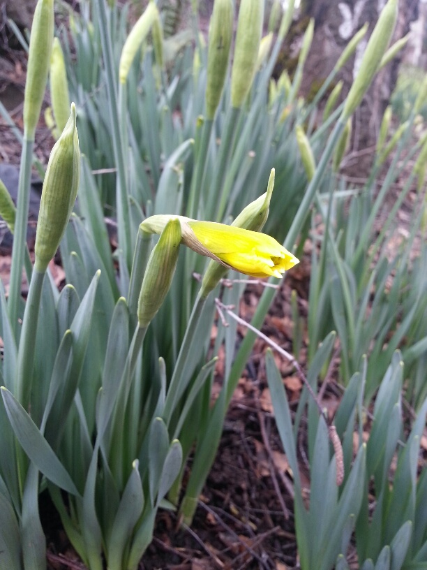 20160205_134756_resized.jpg image