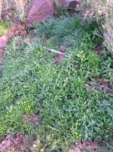 20160403_175202_resized