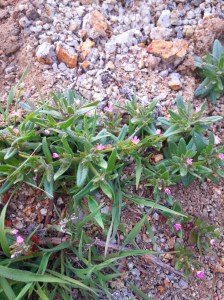 20160403_175324_resized