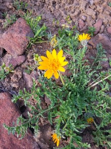 20160403_175449_resized